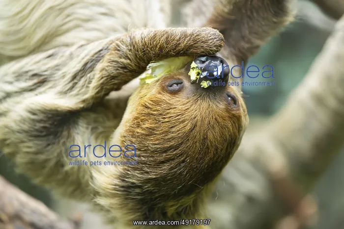  : Hoffmann's two-toed sloth (Choloepus hoffmanni) hanging on a tree