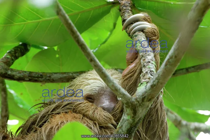 : hoffmann's Two-toed Sloth - Hanging from tree : hoffmann's Two-toed Sloth - Hanging from tree