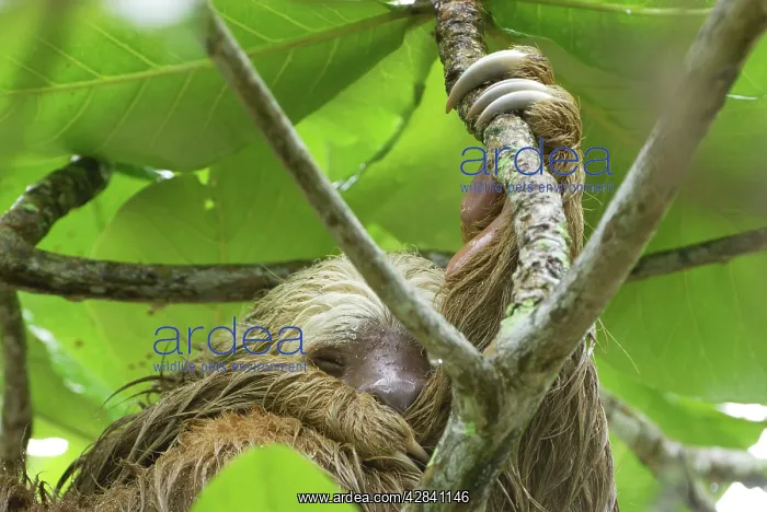 : Hoffmann's Two-toed Sloth - during heavy rain : Hoffmann's Two-toed Sloth - during heavy rain