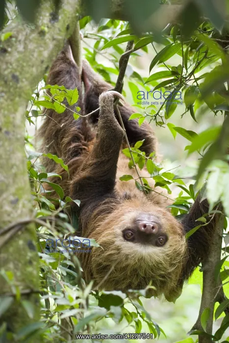: Hoffman's two-toed sloth (Choloepus hoffmanni) : Hoffman's two-toed sloth (Choloepus hoffmanni)