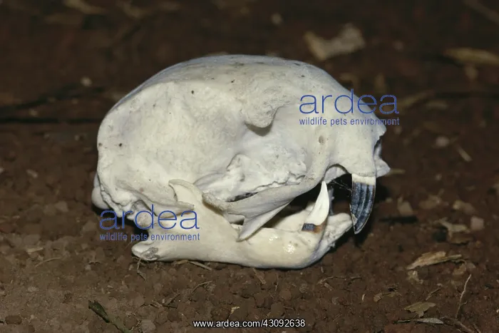: Hoffman's Two-toed Sloth skull : Hoffman's Two-toed Sloth skull