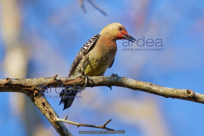 : Hoffman's Woodpecker : Hoffman's Woodpecker