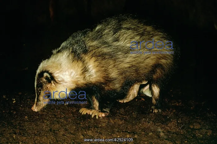  : HOG BADGER