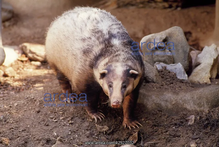 : Hog Badger : Hog Badger