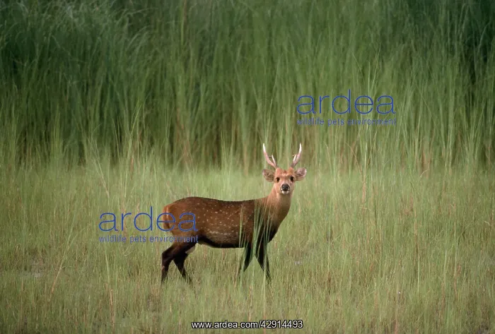  : HOG DEER (Axis porcinus)