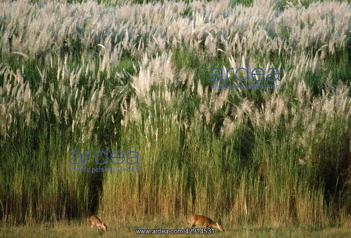  : Hog Deer. Nepal
