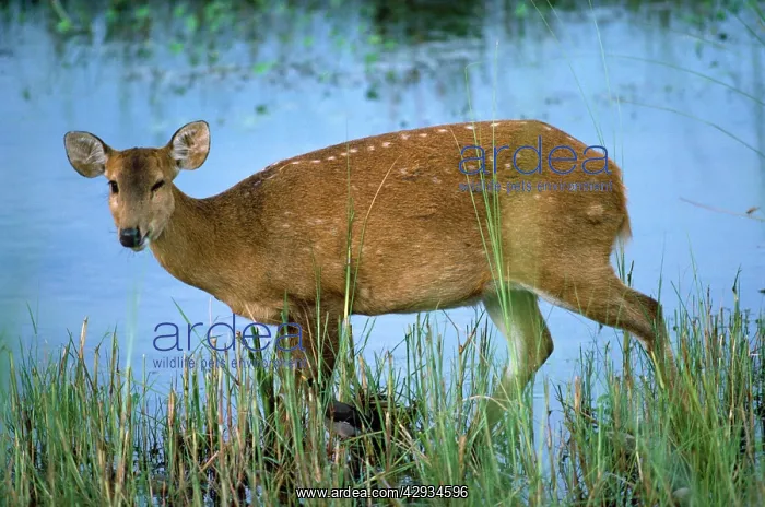  : HOG DEER (Axis porcinus)