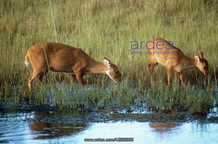  : Hog Deer (Axis porcinus)