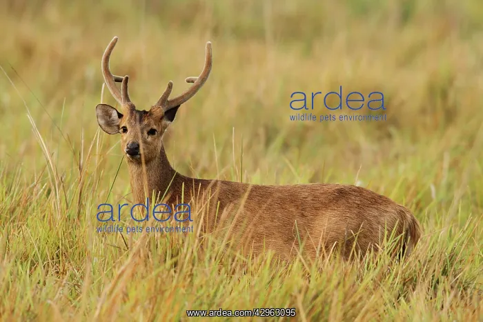: Hog Deer (Axis porcinus). Kaziranga National Park - India : Hog Deer (Axis porcinus). Kaziranga National Park - India