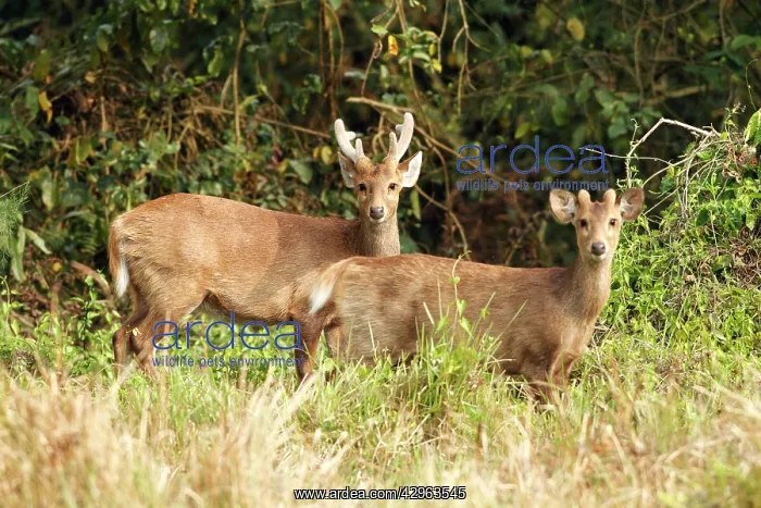 : Hog Deer (Axis porcinus). Kaziranga National Park - India : Hog Deer (Axis porcinus). Kaziranga National Park - India
