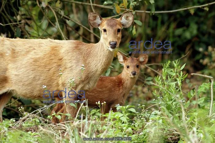 : Hog Deer (Axis porcinus). Kaziranga National Park - India : Hog Deer (Axis porcinus). Kaziranga National Park - India