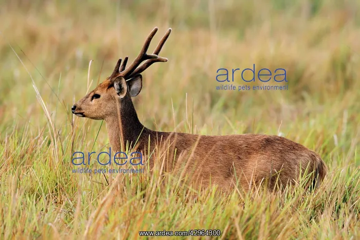 : Hog Deer (Axis porcinus). Kaziranga National Park - India : Hog Deer (Axis porcinus). Kaziranga National Park - India