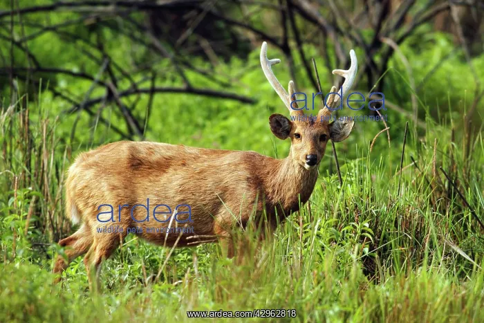 : Hog Deer - male : Hog Deer - male