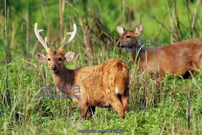 : Hog Deer - male : Hog Deer - male