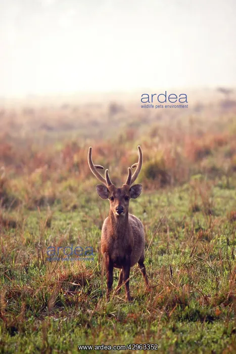: Hog Deer - male : Hog Deer - male
