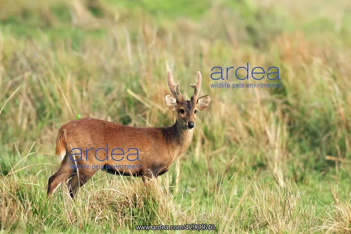 : Hog Deer - male : Hog Deer - male