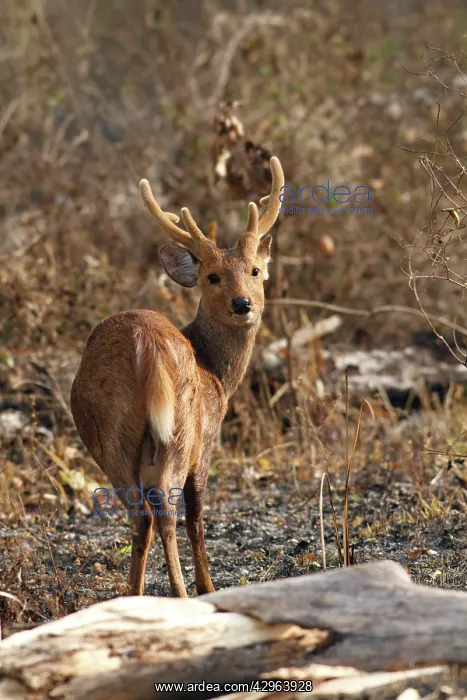 : Hog Deer- male : Hog Deer- male