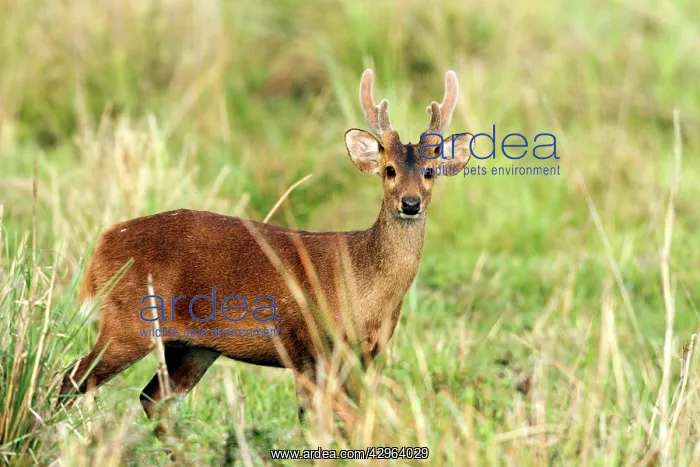 : Hog Deer - male : Hog Deer - male