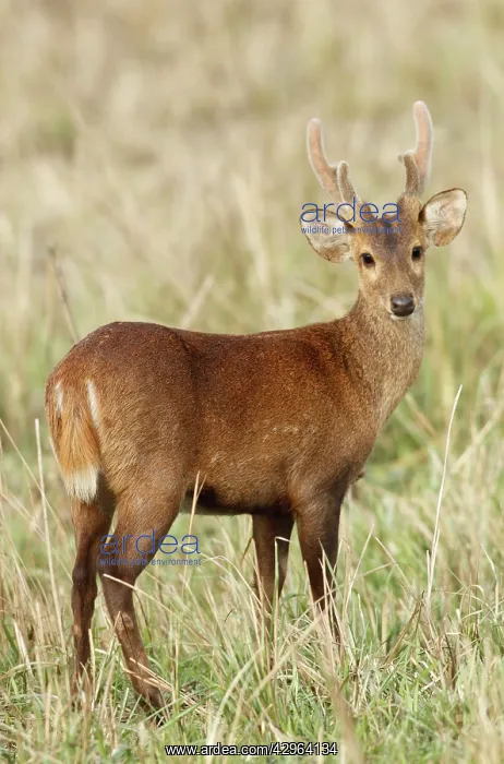 : Hog Deer - male : Hog Deer - male