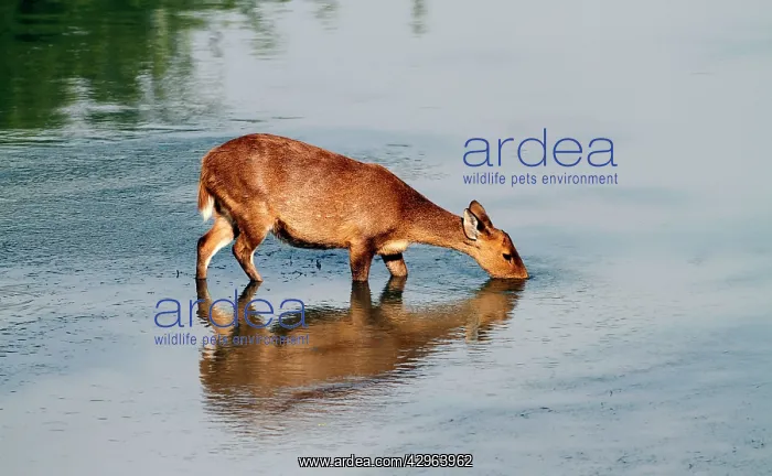: Hog Deer - in the river Brahamputra : Hog Deer - in the river Brahamputra