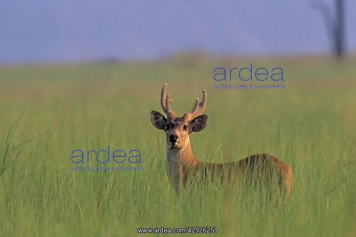 : Hog Deer stag : Hog Deer stag