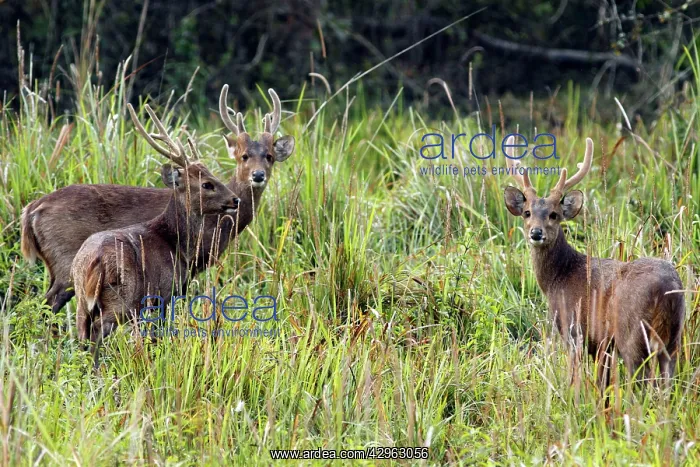 : Hog Deers (Axis porcinus). Kaziranga National Park - India : Hog Deers (Axis porcinus). Kaziranga National Park - India