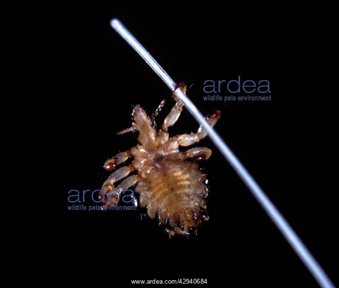  : Hog Louse. (Haematopinus suis)