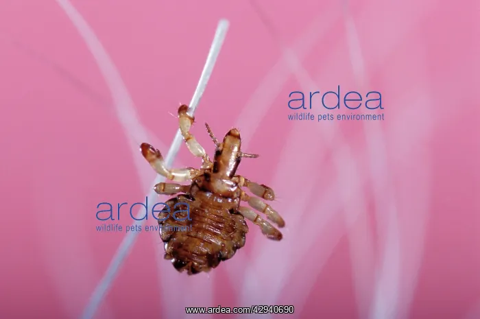  : Hog Louse (Haematopinus suis)
