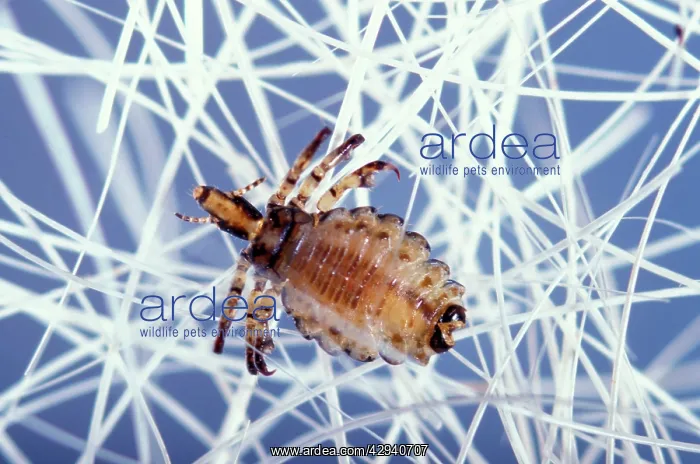  : Hog Louse (Haematopinus suis)