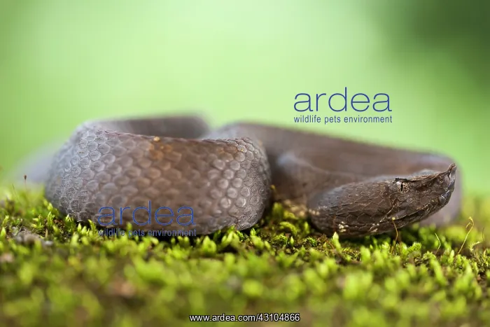 : Hog-nosed Pitviper : Hog-nosed Pitviper