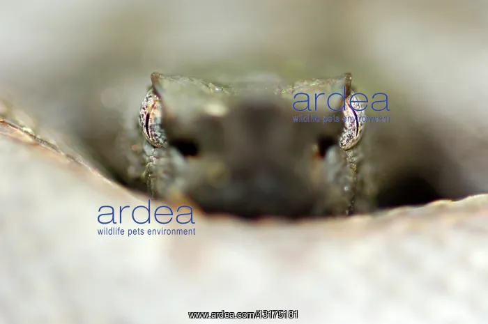 : Hog-nosed Pitviper : Hog-nosed Pitviper
