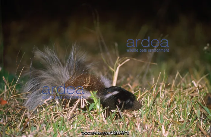 : HOG-NOSED SKUNK : HOG-NOSED SKUNK