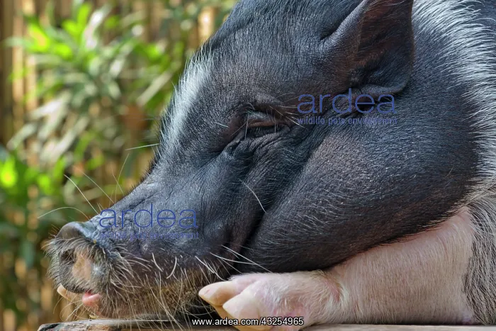: Hog, Philippines : Hog, Philippines