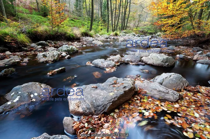  : Ho?gne river in autumn