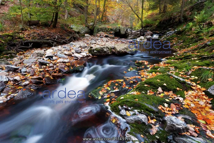: Ho?gne river in autumn : Ho?gne river in autumn