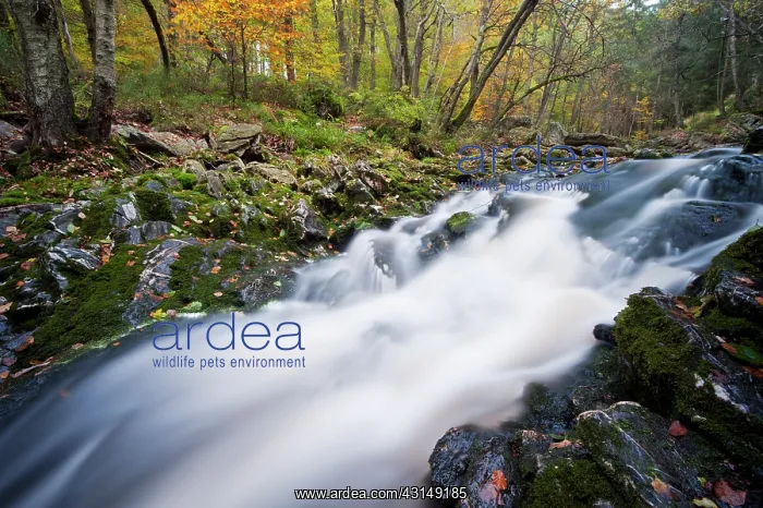 : Ho?gne river in autumn : Ho?gne river in autumn