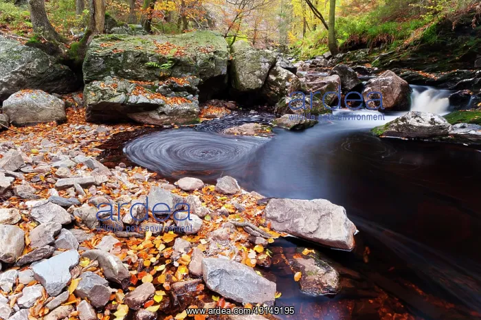 : Ho?gne river in autumn : Ho?gne river in autumn