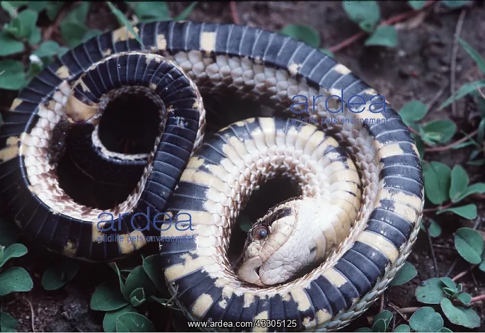 : Hognose Snake - Feigns death : Hognose Snake - Feigns death