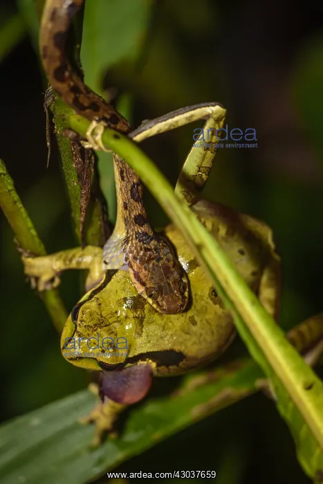 : Hognosed Pitviper - Hognosed Pitviper poisoning : Hognosed Pitviper - Hognosed Pitviper poisoning