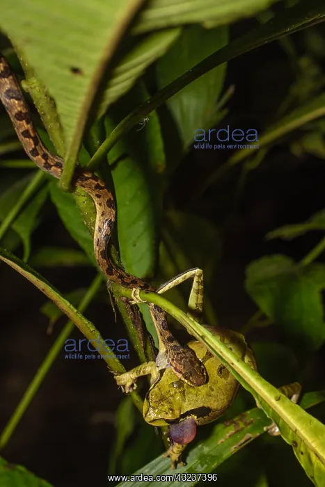 : Hognosed Pitviper - Hognosed Pitviper poisoning : Hognosed Pitviper - Hognosed Pitviper poisoning