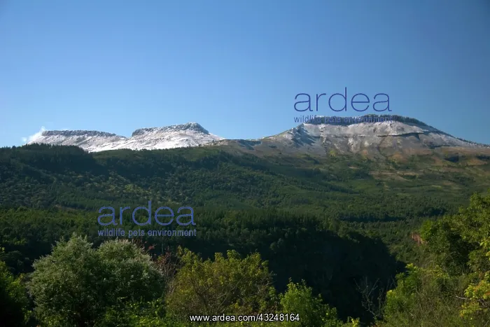 : Hogsback, Eastern Cape, Amatole Mountains : Hogsback, Eastern Cape, Amatole Mountains