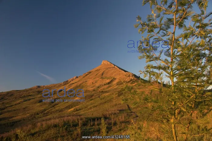 : Hogsback, Eastern Cape, Amatole Mountains : Hogsback, Eastern Cape, Amatole Mountains
