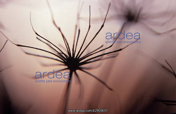 : Hogweed, Heracleum sphondylium : Hogweed, Heracleum sphondylium