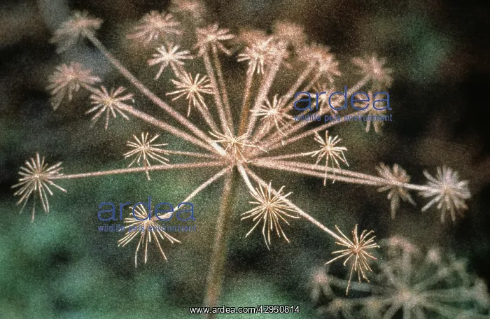 : Hogweed, Heracleum sphondylium : Hogweed, Heracleum sphondylium