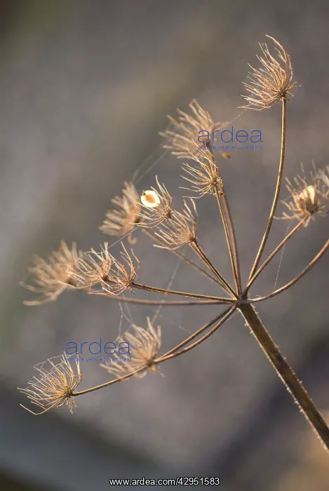 : Hogweed, Heracleum sphondylium : Hogweed, Heracleum sphondylium