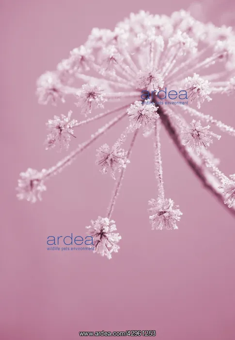 : Hogweed, Heracleum sphondylium : Hogweed, Heracleum sphondylium