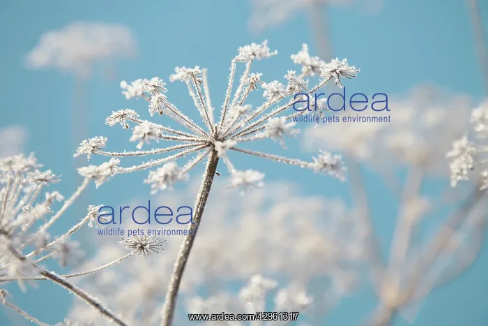 : Hogweed, Heracleum sphondylium : Hogweed, Heracleum sphondylium