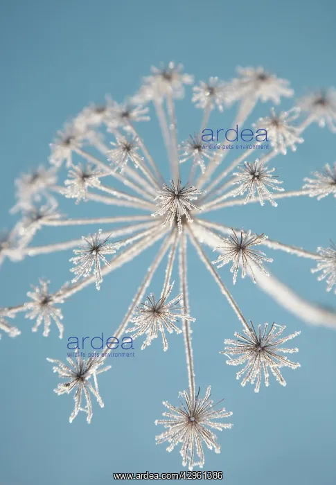 : Hogweed, Heracleum sphondylium : Hogweed, Heracleum sphondylium