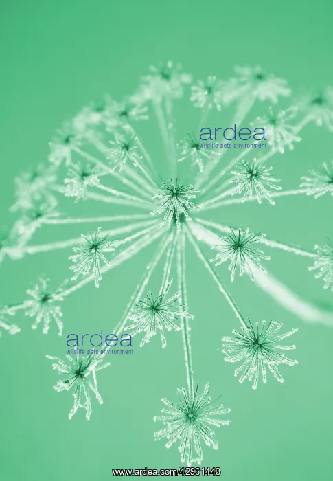: Hogweed, Heracleum sphondylium : Hogweed, Heracleum sphondylium
