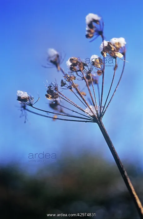 : Hogweed, Heracleum sphondylium : Hogweed, Heracleum sphondylium